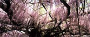 R蒬/N